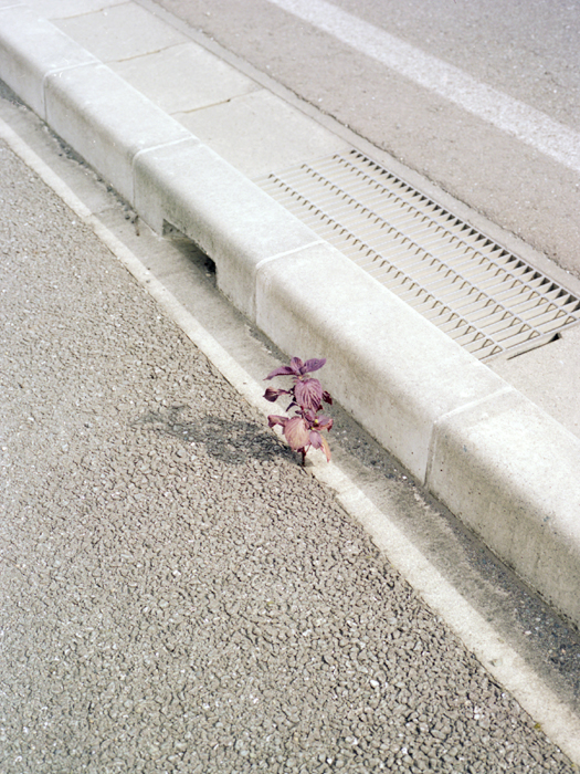 465.ノーザンブルー