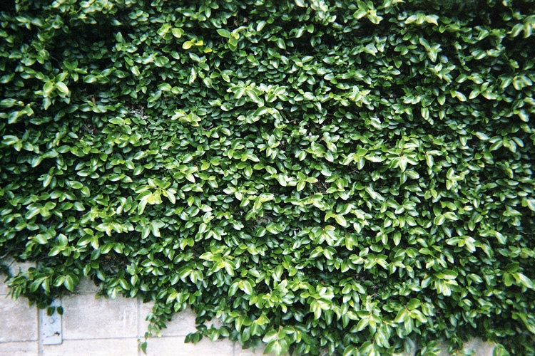 days035.jpg