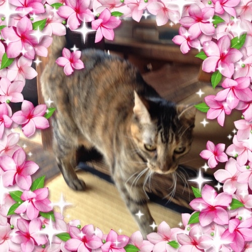 猫　きりん