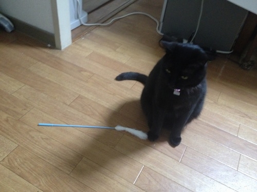 黒猫 ココ