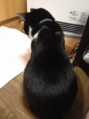 白黒猫 チイ