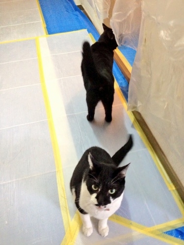 ウロウロする牛猫と黒猫