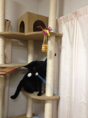 猫じゃらしを取る黒猫