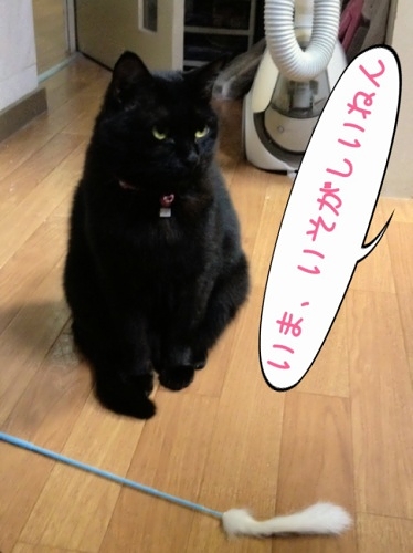 猫じゃらしで遊んでもらえない黒猫