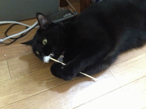 耳かきをしゃぶる黒猫