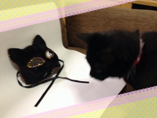 黒猫仮面と黒猫