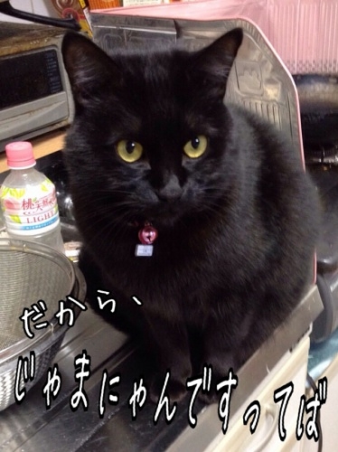 黒猫　ココ