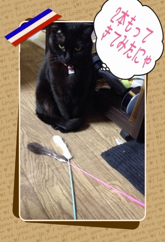 黒猫 ココ