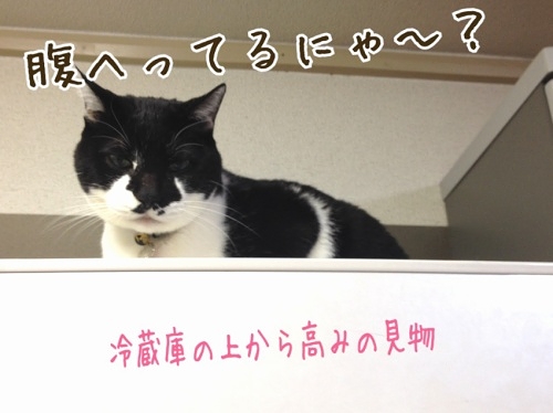 白黒猫　チイ