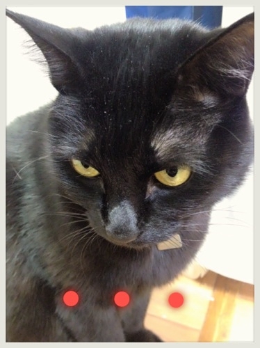 黒猫ココ