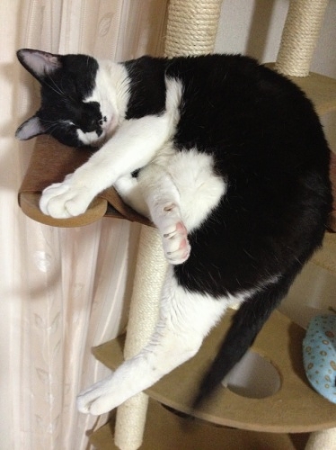 キャットタワーで眠る牛猫