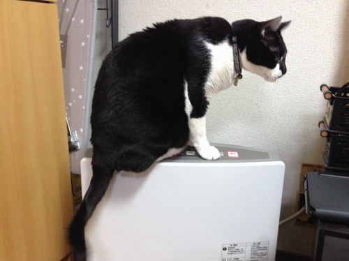 ヒータのスイッチを押す牛猫の手 チイ