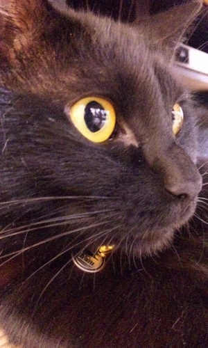 りりしい黒猫