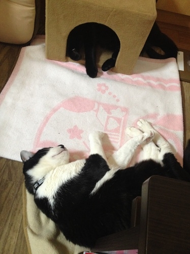 眠る牛猫と黒猫