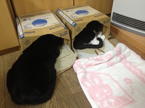牛猫と黒猫/