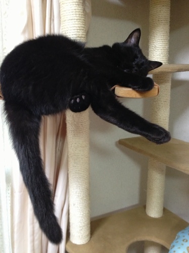 キャットタワーで眠る黒猫