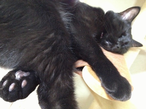 キャットタワーで眠る黒猫