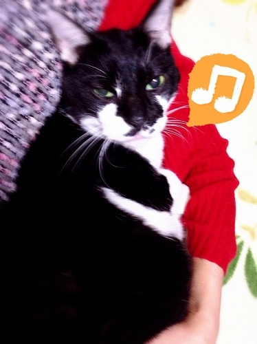 白黒猫　チイ