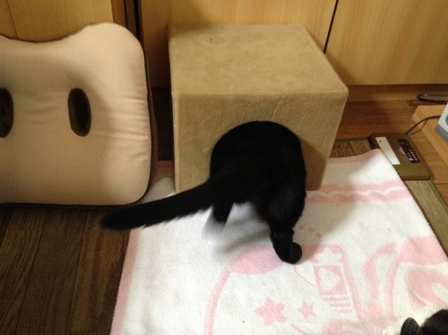黒猫のお尻