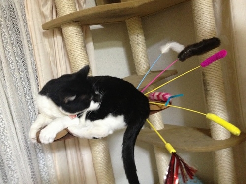 ウシ猫