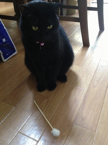 耳かきと黒猫
