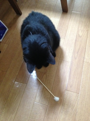 耳かきと黒猫