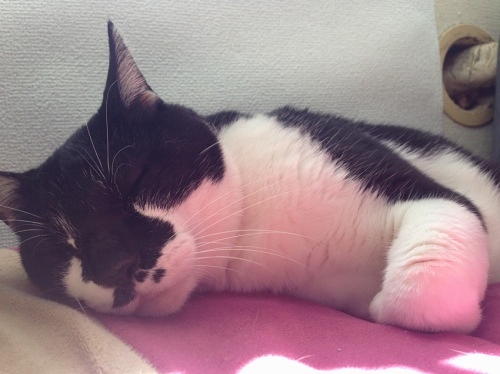 牛猫