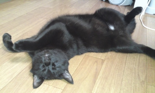 黒猫