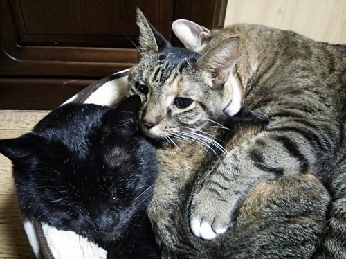 猫まんじゅう