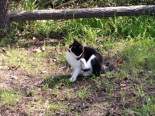 猫たち