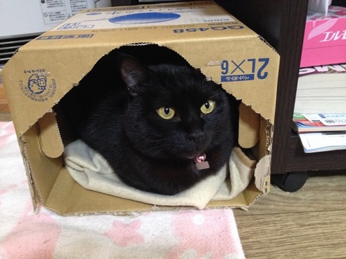 ダンボールと黒猫