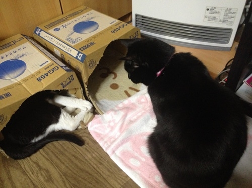 牛猫と黒猫/