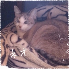 猫　ネオ