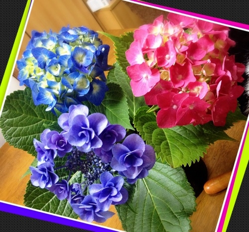 紫陽花