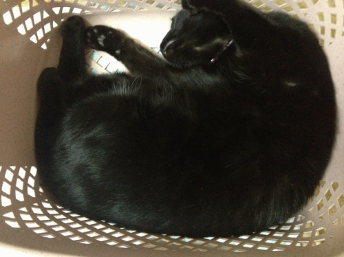 洗濯かごの中の黒猫