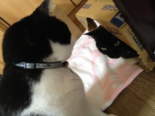 黒猫と牛猫