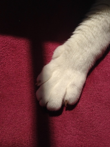 牛猫の手