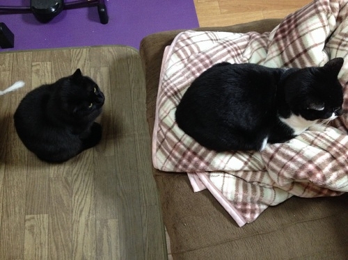 牛猫と黒猫