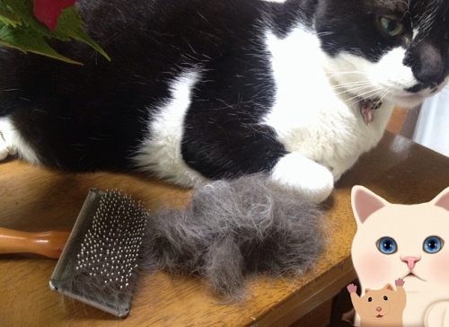牛猫と毛のかたまり