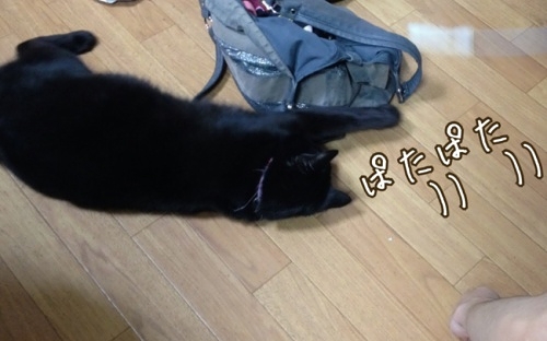 黒猫 ココ