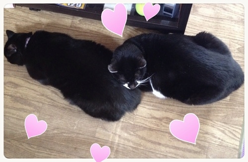 仲良しの黒猫と牛猫