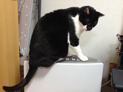 ヒーターに乗る牛猫 チイ