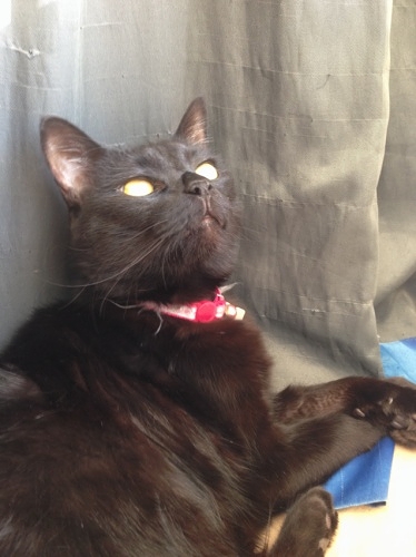 黒猫 ココ