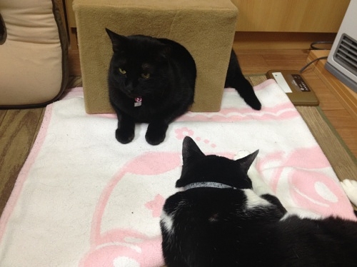 牛猫と黒猫
