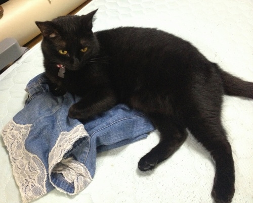 脱いだ服の上の黒猫