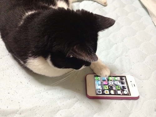 iPhoneとデジねこ