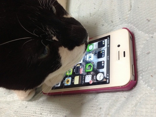 iPhoneとデジねこ
