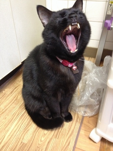 クマ猫
