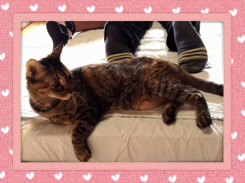 猫　きりん