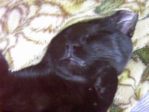 黒猫エイリアン